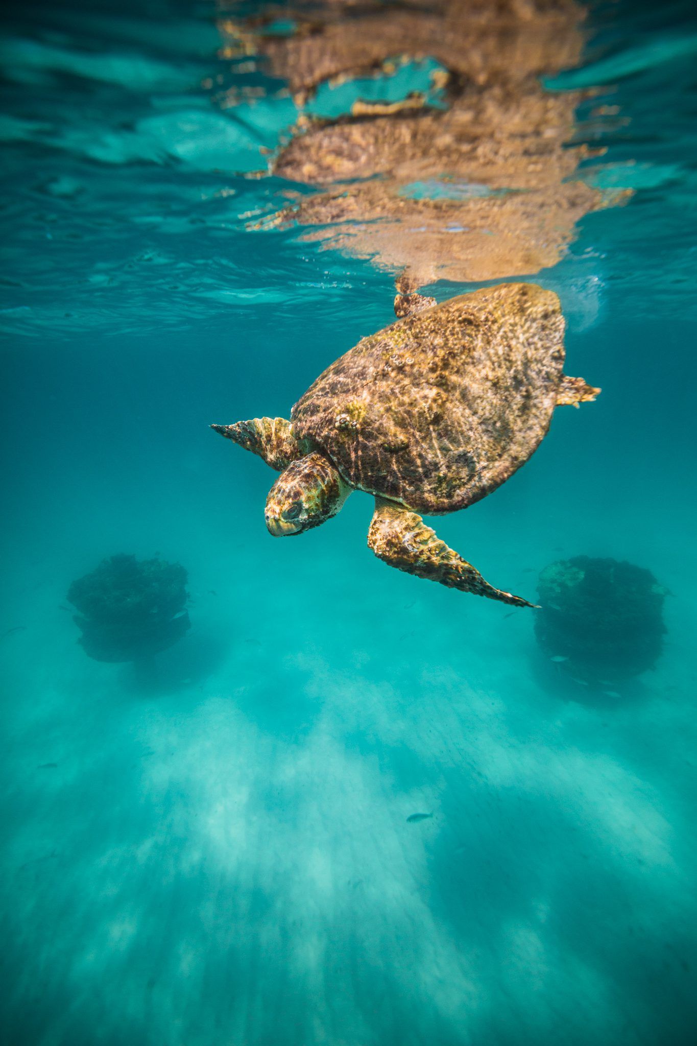 sea turtle